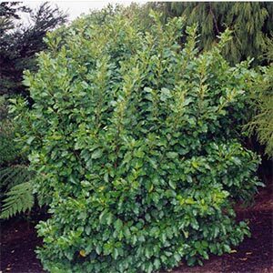 Griselinia littoralis - PB18 (80/120)