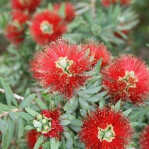 Callistemon viminalis Little John - PB6.5 (15/20)