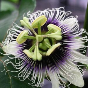 Passionfruit -Black (Passiflora Edulis) - 10cm (40/50)