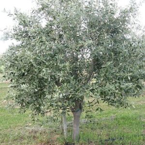 Olive 'Kalamata'