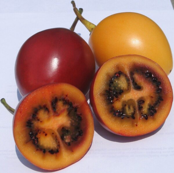 Tamarillo yellow - 2Ltr (40/50)