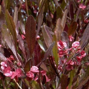 Dodonaea viscosa Purpurea - PB3/4 (30/40)