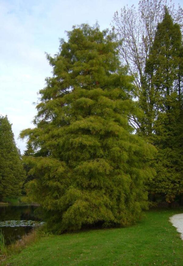 Taxodium distichum  - PB18/28 (180/220)