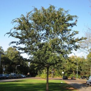 Ulmus parvifolia  - PB40 (220/250)