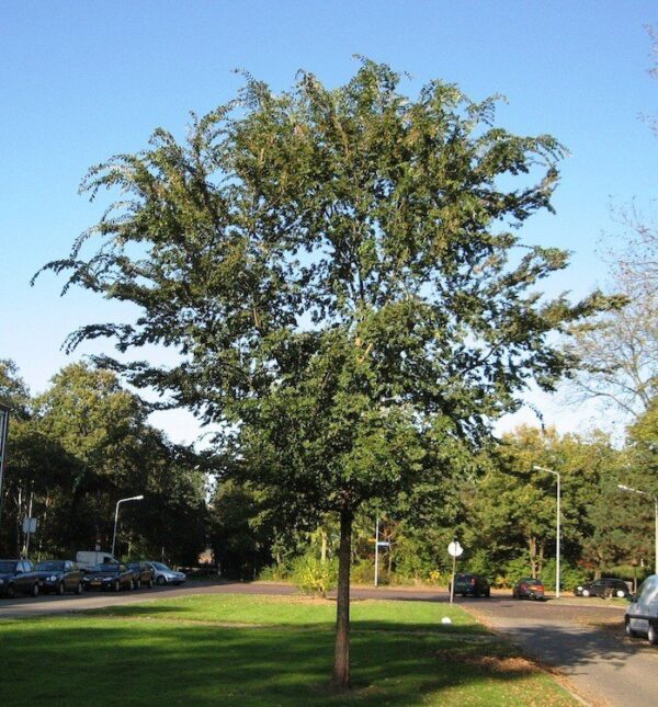 Ulmus parvifolia  - PB40 (220/250)
