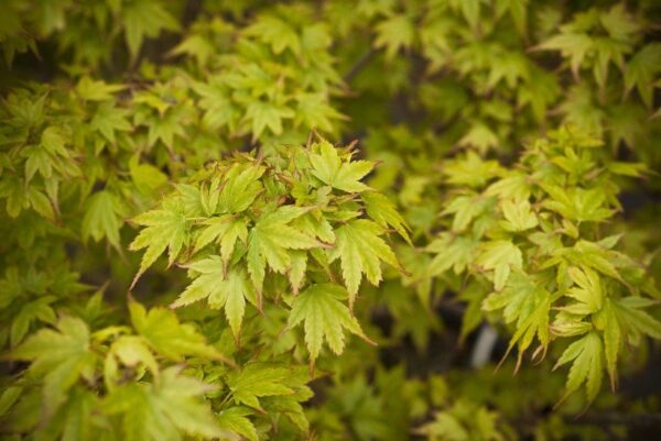 Acer Palmatum Green Coonara Pygmy - PB28