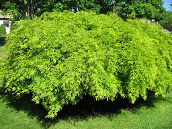 Acer Palmatum Green Shishigashira - PB28