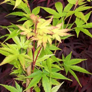 Acer Palmatum Green Japanese Sunrise - PB28