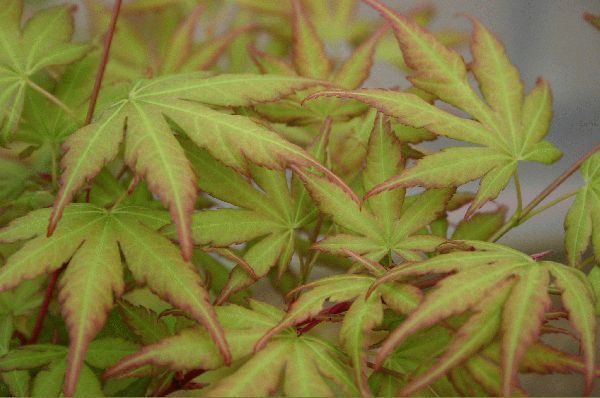 Acer Palmatum Green Sango Kaku - PB28