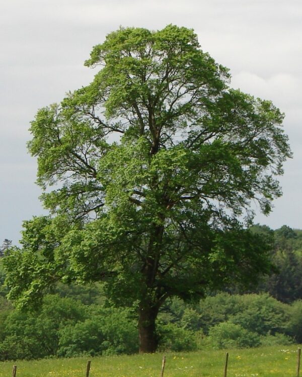 Ulmus X sarniensis 'Purpurea' - PB28 (150/180)