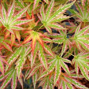 Acer Palmatum Variegated Higasa Yama - PB28