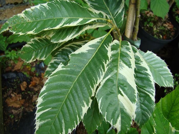 Castanea sativa 'Variegata' - PB28 (160/180)