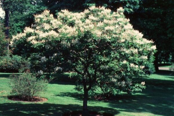 Fraxinus sieboldiana - PB40 (220/250)