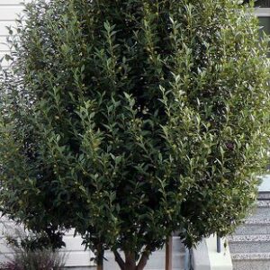Lagunaria patersonii - PB12 (50/70)