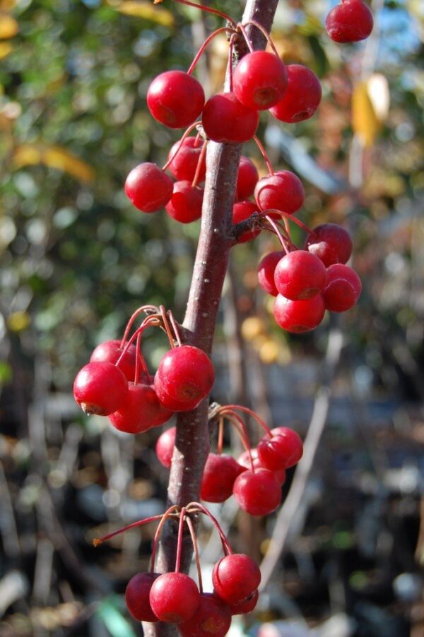 Malus 'Snowbright' - PB18 (160/180)