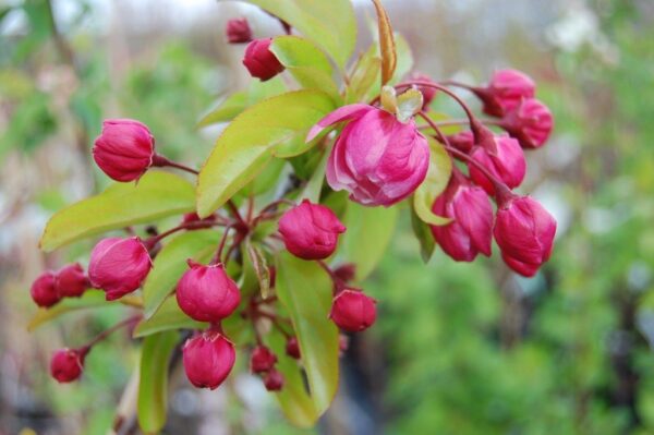 Malus 'Van Eseltine' - PB18 (160/180)