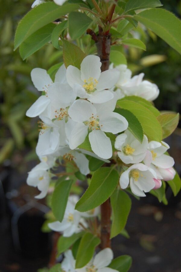 Malus 'Manchurian' - PB18 (180/220)
