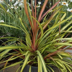 Cordyline Cha Cha - Pb6.5