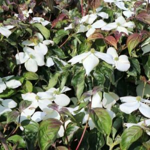 Cornus National, Dogwood - Pb28 (2.5m)