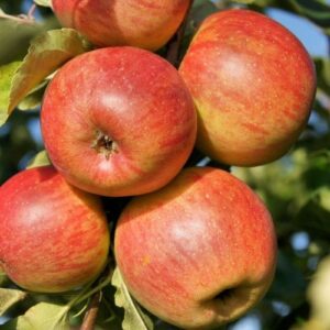 Apple Maigold - Pb12