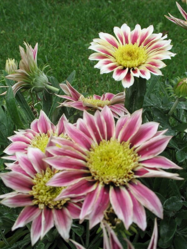 Gazania Krakatoa 1.5Ltr (15/20)
