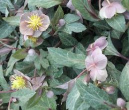 Helleborus Elegance 2Ltr (15/20)