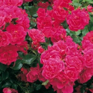 Rose Flower Carpet Pink
