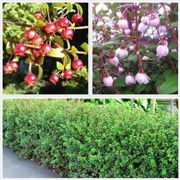 Cranberry (Myrtus ugni) - 2L (20/30)