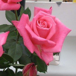 Bush Rose - Hybrid Tea 'Pink Silk'