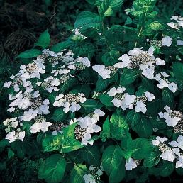 Hydrangea macrophylla Libelle PB6.5 (30/40)
