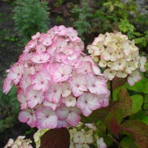 Hydrangea serrata Preziosa PB6.5 (30/40)