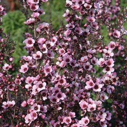 Leptospermum Wiri Sandra PB5