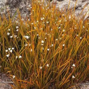 Libertia peregrinans PB3 (15/20)