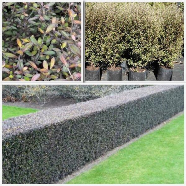Corokia Bronze King - PB3 (40/50)