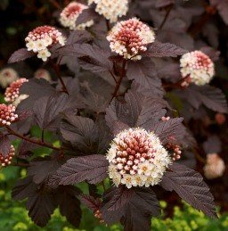 Physocarpus opulifolius Shady Lady - PB6.5 (60/80)
