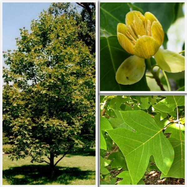Liriodendron chinense PB12 (150/200)