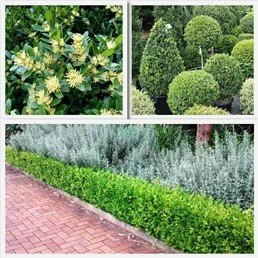 Buxus balearica - PB6.5 (10/20)