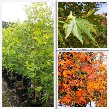 Platanus Autumn Glory PB12 (100/200)