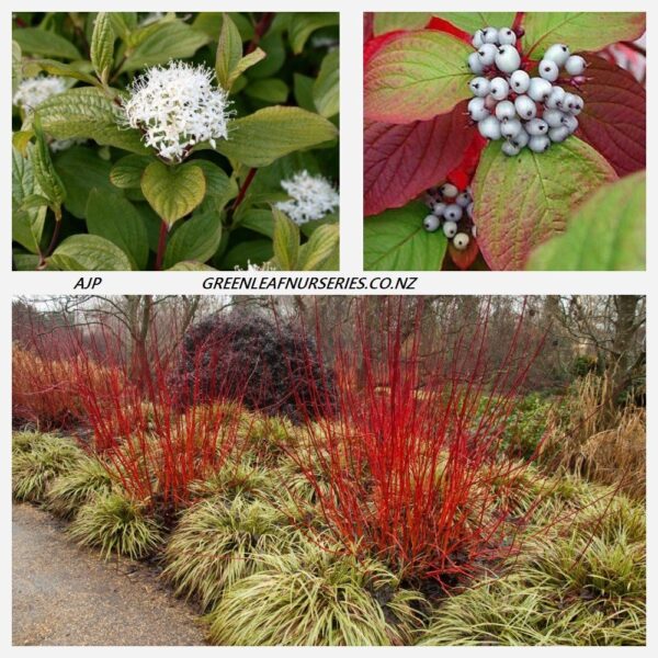 Cornus alba Sibirica - PB6.5 (50/60)