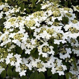 Viburnum plicatum Summer Snowflake - PB6.5 (30/40)