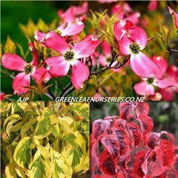 Cornus florida Cherokee Sunset - PB18 (80/100)