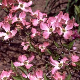 Cornus florida Spring Song - PB18