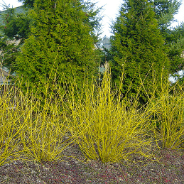 Cornus stolonifera Flaviramea - PB6.5 (40/50)