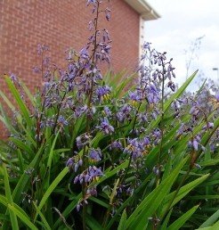 Dianella caerulea 'Little Jess' - 2L (20/30)
