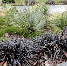 Ophiopogon planiscapus Nigrescens - TUBE 7cm (5/10)