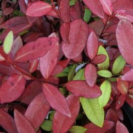 Pseudowintera colorata (red form) - PB5 (20/30)