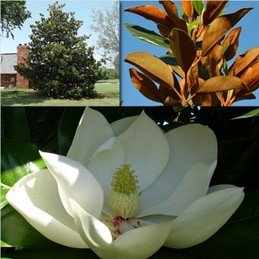 Magnolia grandiflora Russet - PB 8 (80/90)