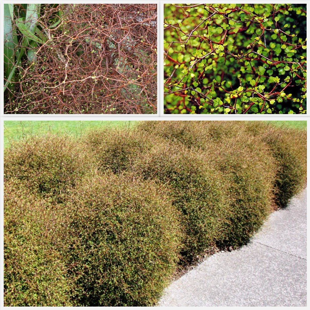 Muehlenbeckia astonii PB5 (20/30)