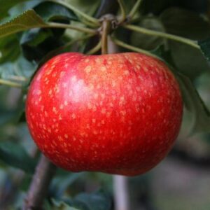 Apple Beauty of Bath - Pb12