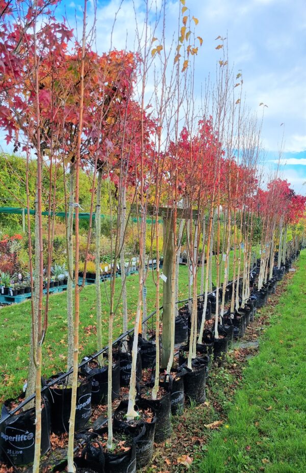 Betula utilis Whitespire, Himalayan Birch - 25Ltr (2.5-3.5M) - Image 2